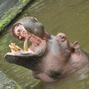 Meet your Posher, Anne